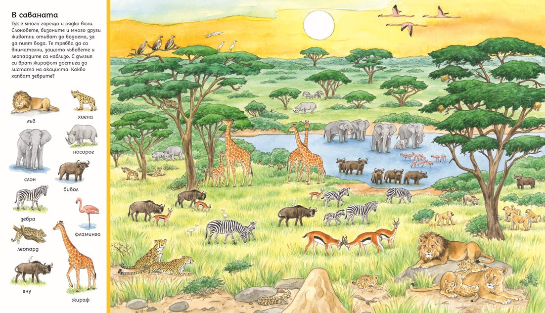 Търси и намери - Животните по света | Издателство Мармот | Детски книги