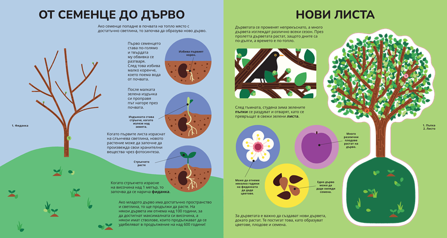 Книга за дърветата – разтвор 3